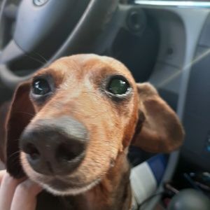 Meet your Posher, D!ce